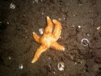 Mottled Star