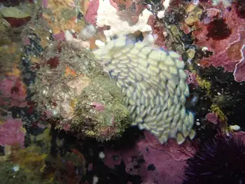 Snail