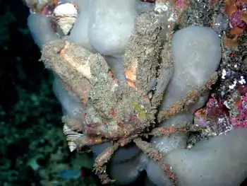 Sharp Nosed Crab