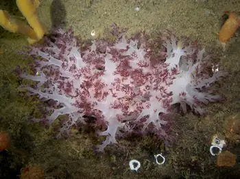 Red Dendronotid