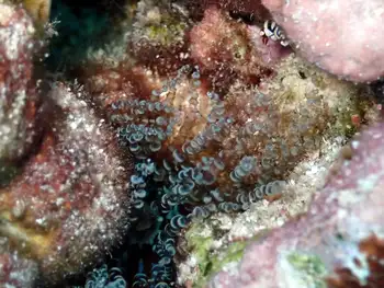 Hydroids