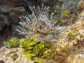 feather duster worm