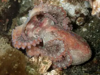 red octopus