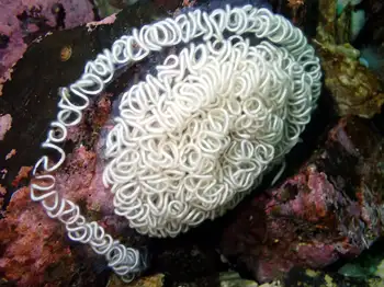 eggs orange peel nudibranch