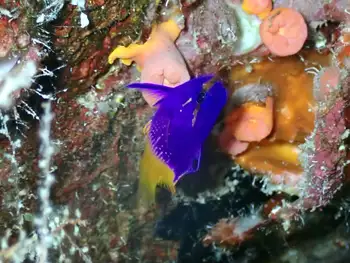 Royal Fairy Basslet