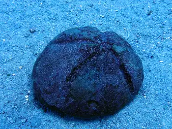 red heart urchin