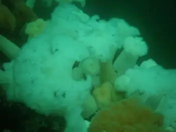 Metridium Anemones