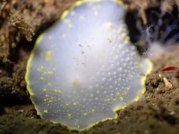Yellow Margin Dorid