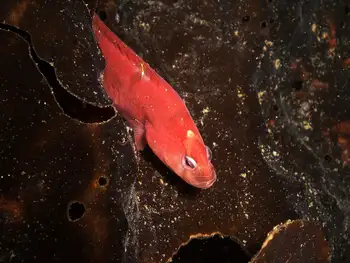 Longfin Gunnel