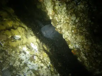 Wolf Eel