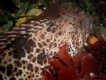 Lingcod