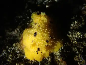 Monterey Sea Lemon