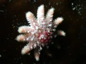 Rose Star