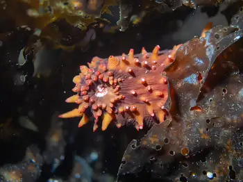 California Sea Cucumber