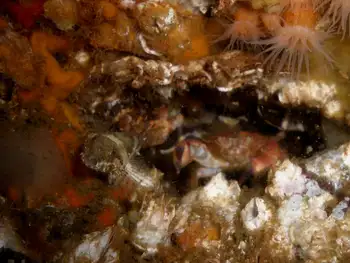 Pygmy Rock Crab