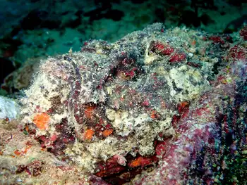 indian stonefish