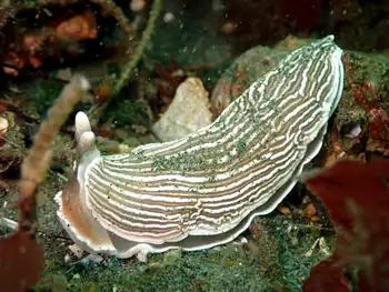 Striped Nudibranch
