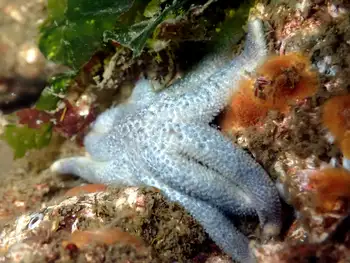 Morning Sun Star