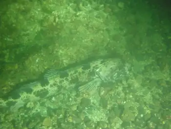 Lingcod