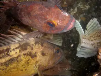 Rockfish