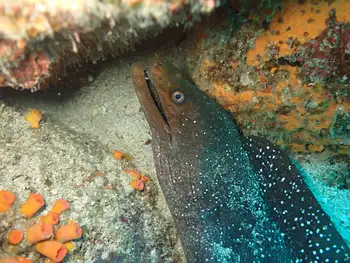 Panamic Moray Eel