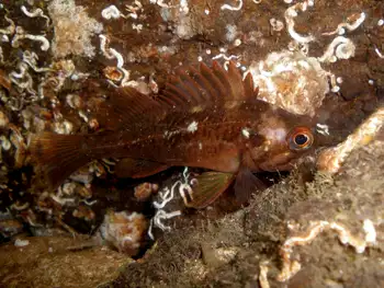 Young of Year Rockfish