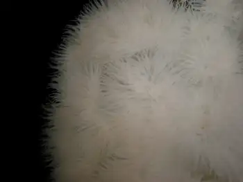 Metridium Anemone