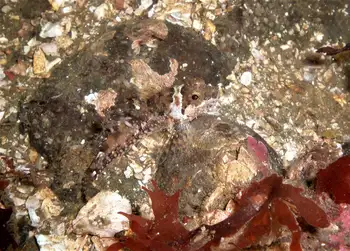 Scalyhead Sculpin