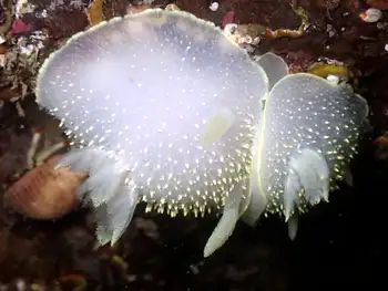 Pilose Dorid