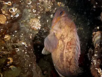 Grass Rockfish
