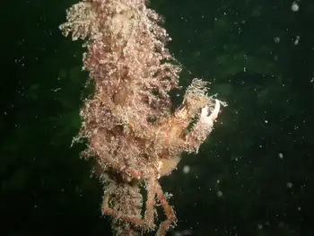 Graceful Decorator Crab
