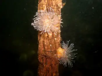 Tiny Orange Anemones