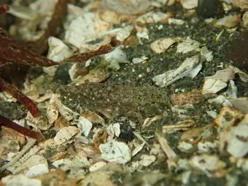 California Bay Shrimp