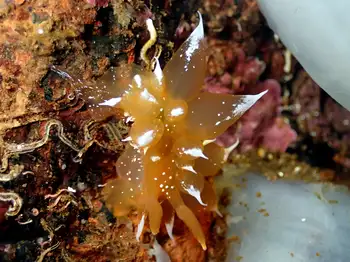 Golden Dirona Nudibranch