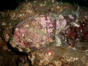 Buffalo Sculpin