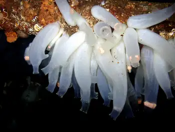 Sea Vase Tunicates