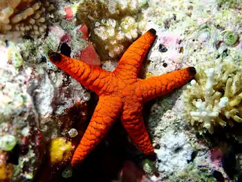 indian star