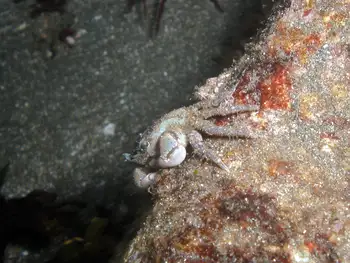 Green Shore Crab