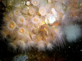 Giant Acorn Barnacle