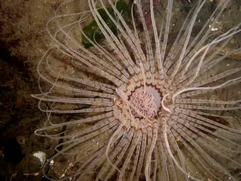 Tube Dwelling Anemone