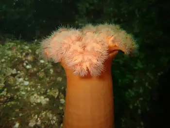 Metridium Anemone