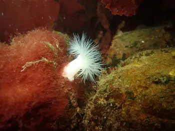 Metridium Anemone