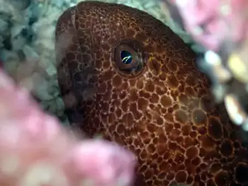 Juvenile Wolf Eel