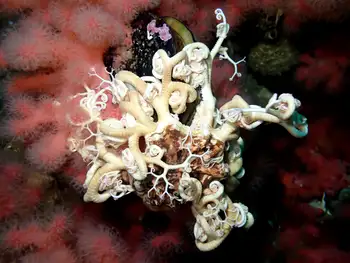 Pacific Basket Star