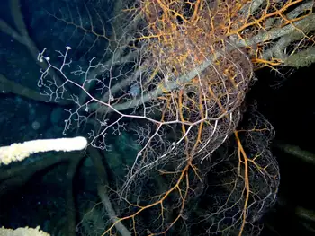 Giant Basket Star
