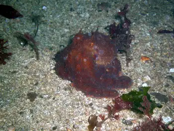 Giant Pacific Octopus