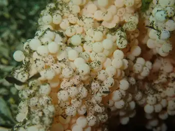 Eggs Fish