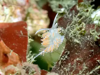 Red Gilled Nudibranch