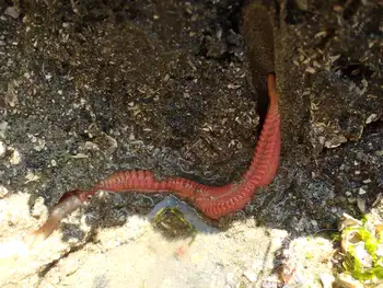 Curlyhead Spaghetti Worm