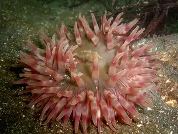 Painted Anemone
